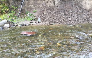 Fish in River