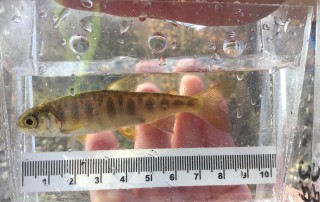 Coho salmon fry captured on Buck Creek
