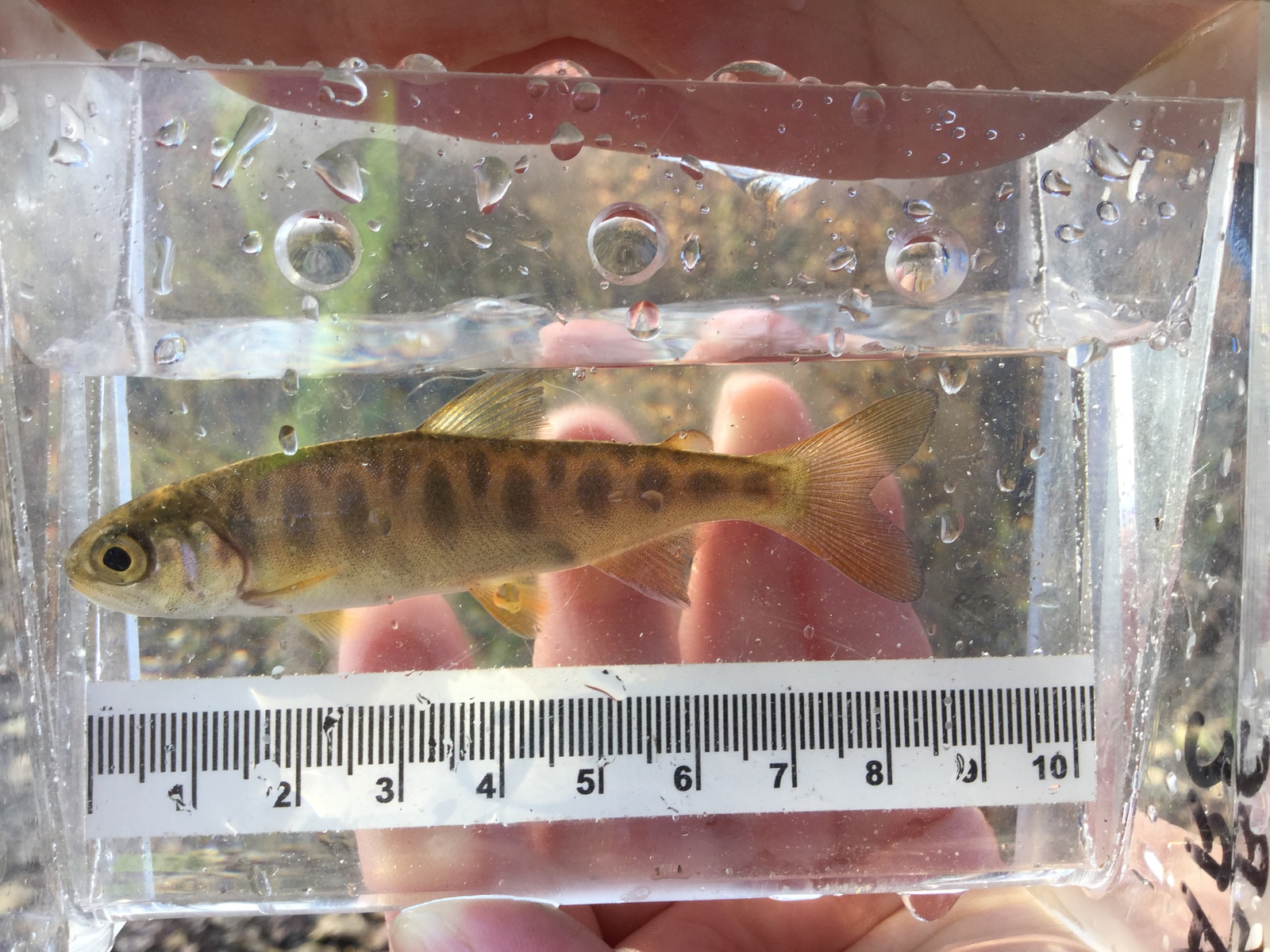 Coho salmon fry captured on Buck Creek