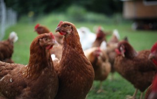 Chickens