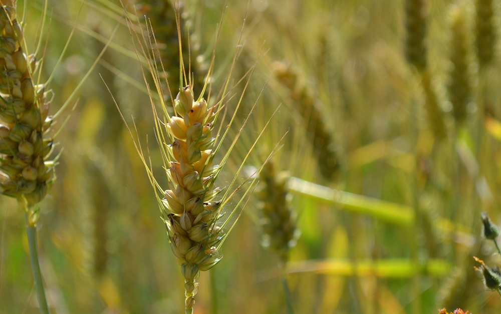 Stalk of Wheat Growing
