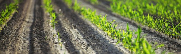 Small Plants Grow in Row