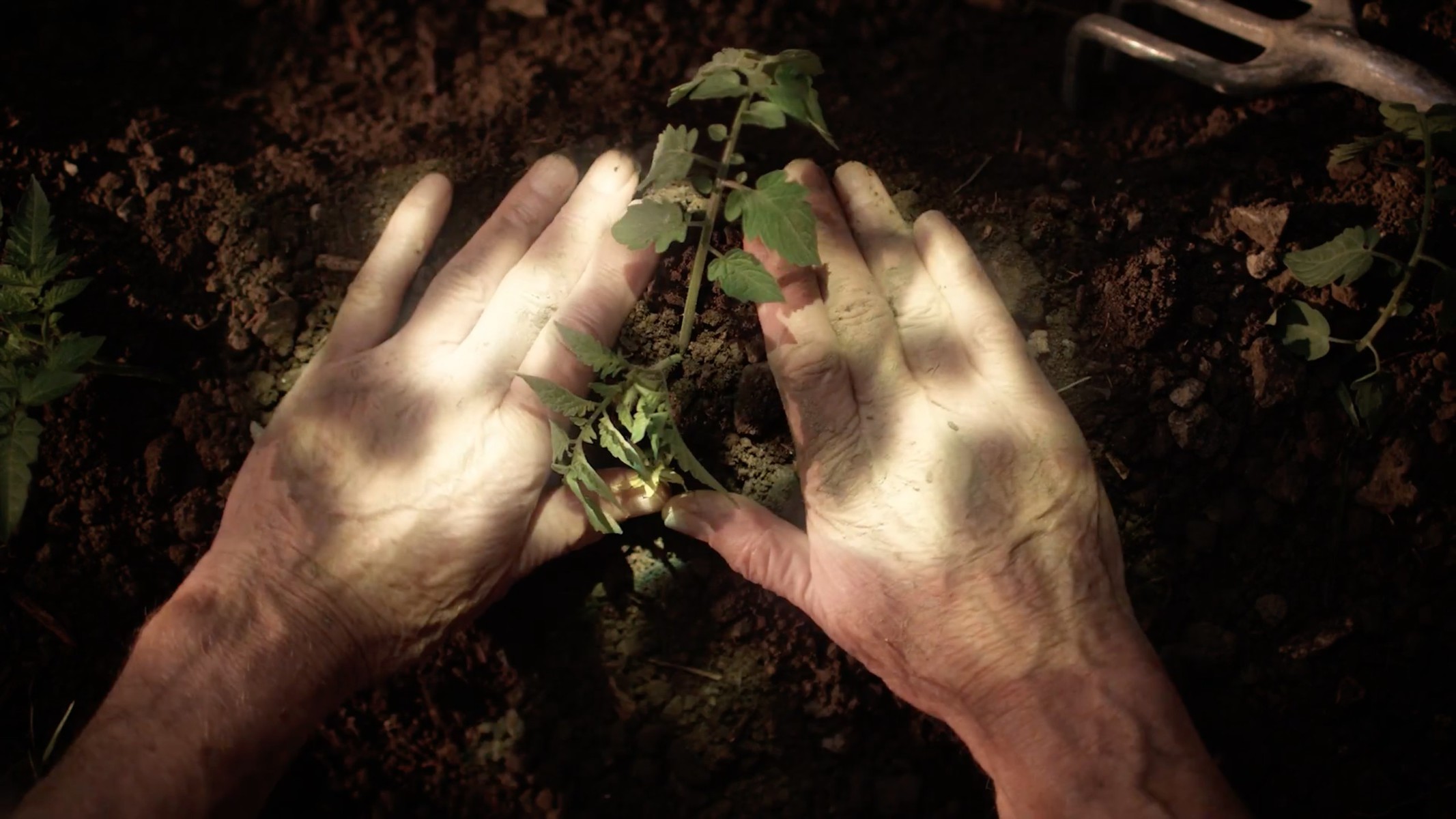 Hands Pat Soil Around New Plant