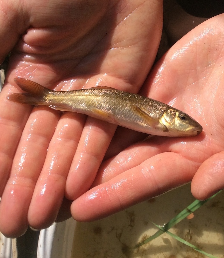 Salish Sucker Held in Hand