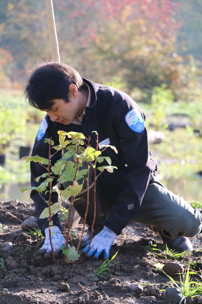 Volunteer Restoring Habitat