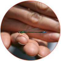circle-button-creation-dragonfly-copy Small Dragonfly on Hand
