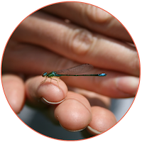 Small Dragonfly on Hand