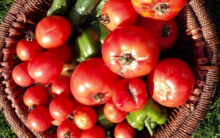 Fresh Tomatoes and Cucumbers