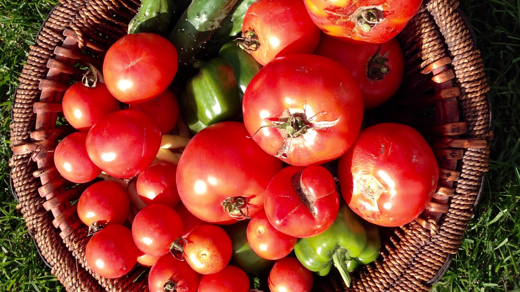 Fresh Tomatoes and Cucumbers