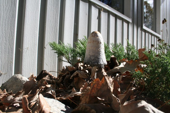 Mushroom Grows Beside Fence