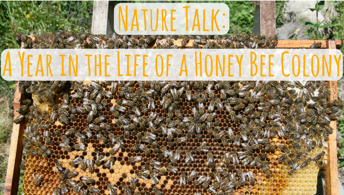 Nature Talk: A Year in the Life of A Honey Bee Colony