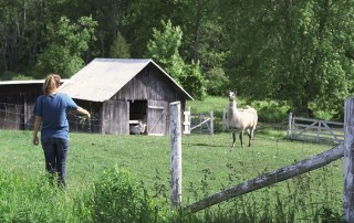 Cedar Haven Farm Llama