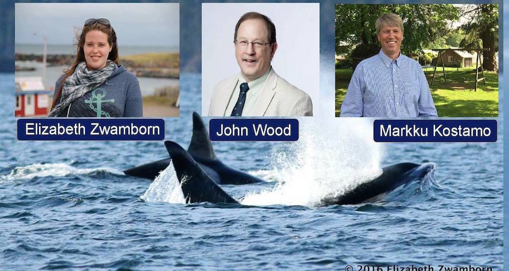 Saving Whales Screenshot