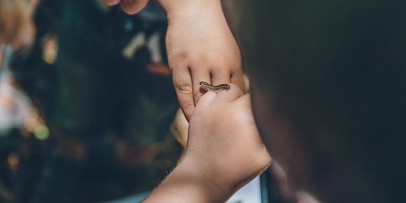 Caterpillar on Child's Hand