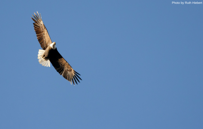 Eagle Soaring