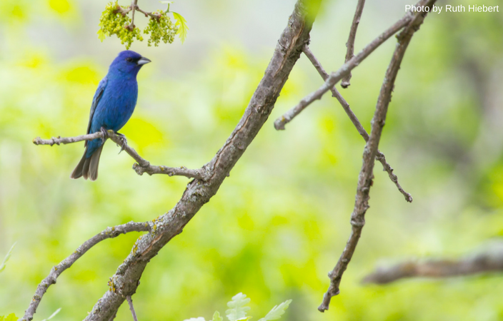 Blue Bird in Tree