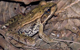 Northern Red Legged Frog
