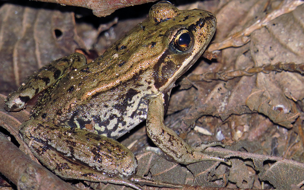 Northern Red Legged Frog