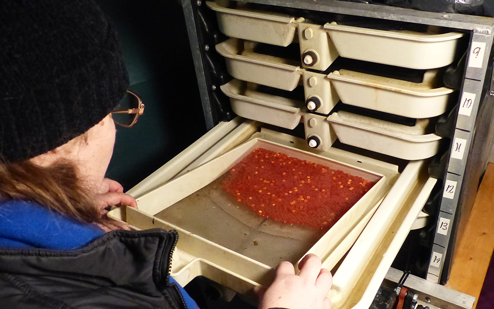 Eggs at Pilot Hatchery, Houston BC