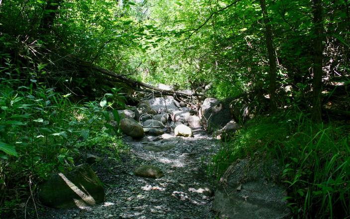 Bioblitz Promo 1(1) Riverbed
