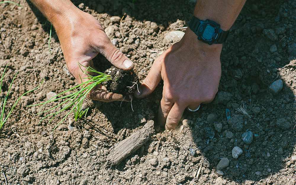 Planting a Seedling