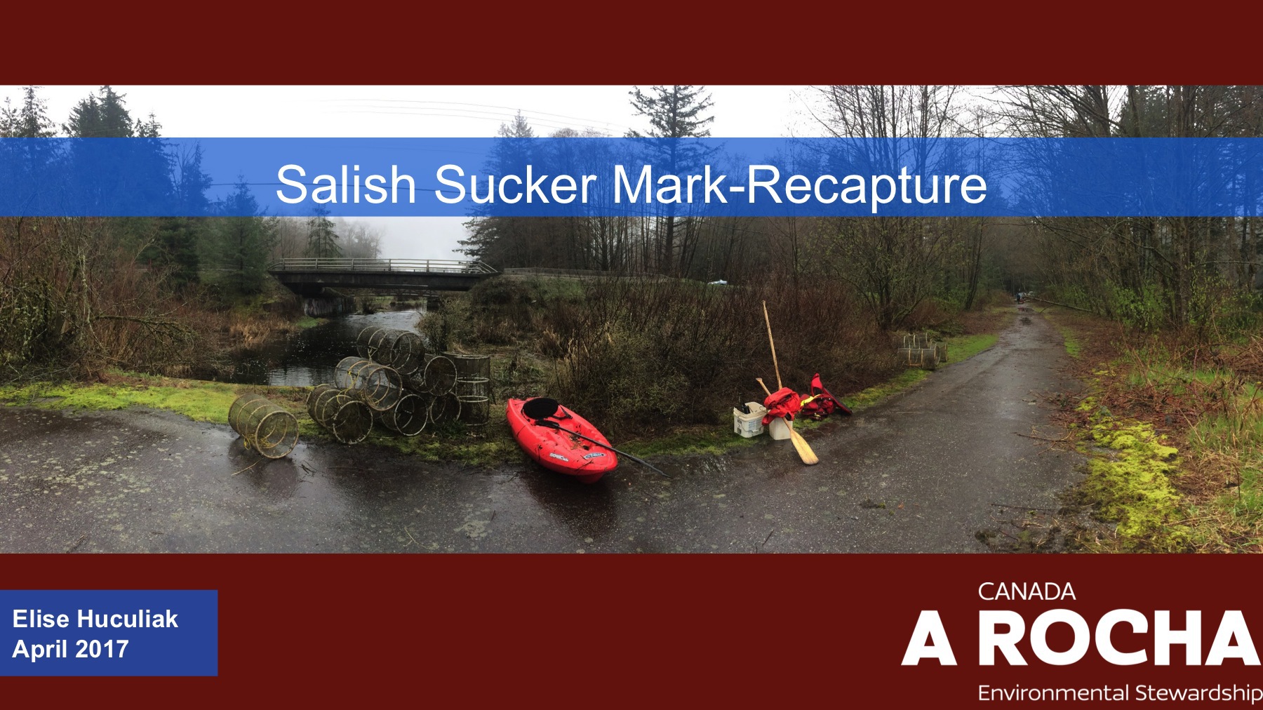 Salish Sucker Mark Recapture Presentation