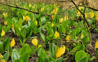 American Skunk Cabbage
