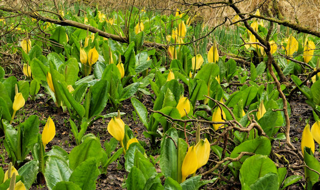 American Skunk Cabbage