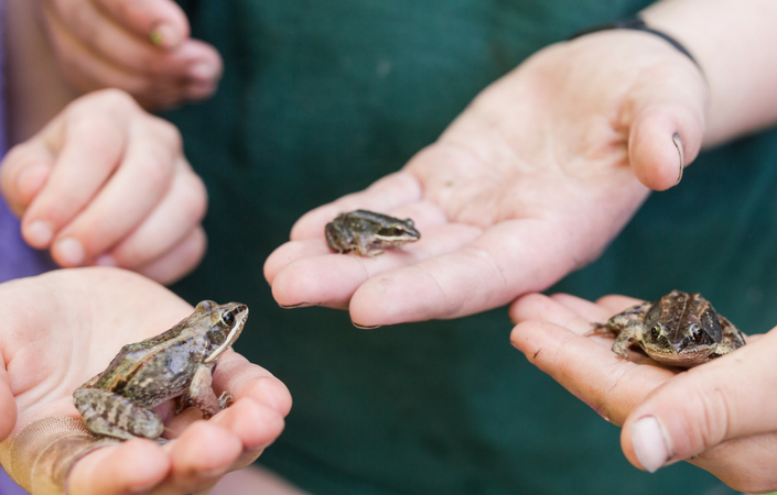 Creation Kids Camp Cover Toads in Hands