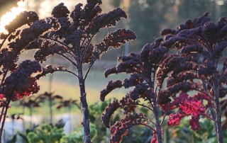 Morning Light Illuminates Garden