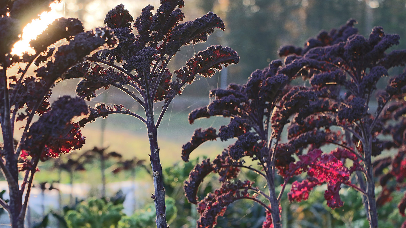 Morning Light Illuminates Garden