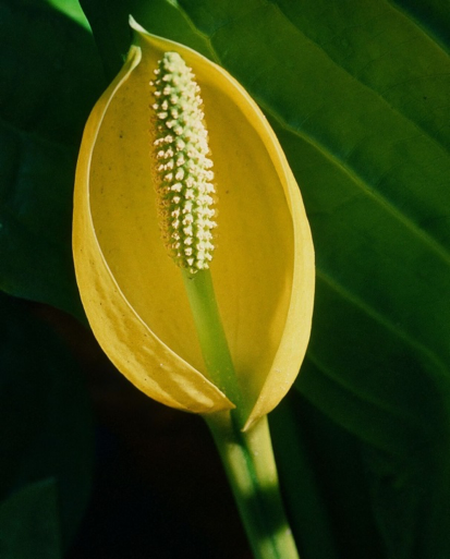 Flowering Skunk Cabbage