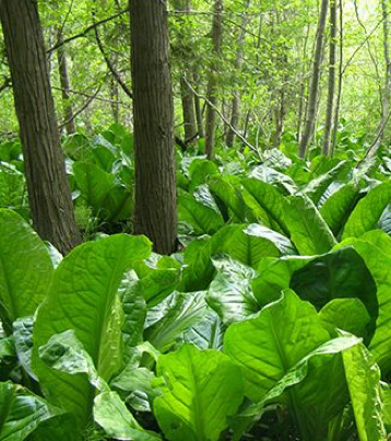Skunk Cabbage