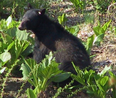Black Bear in Study Area