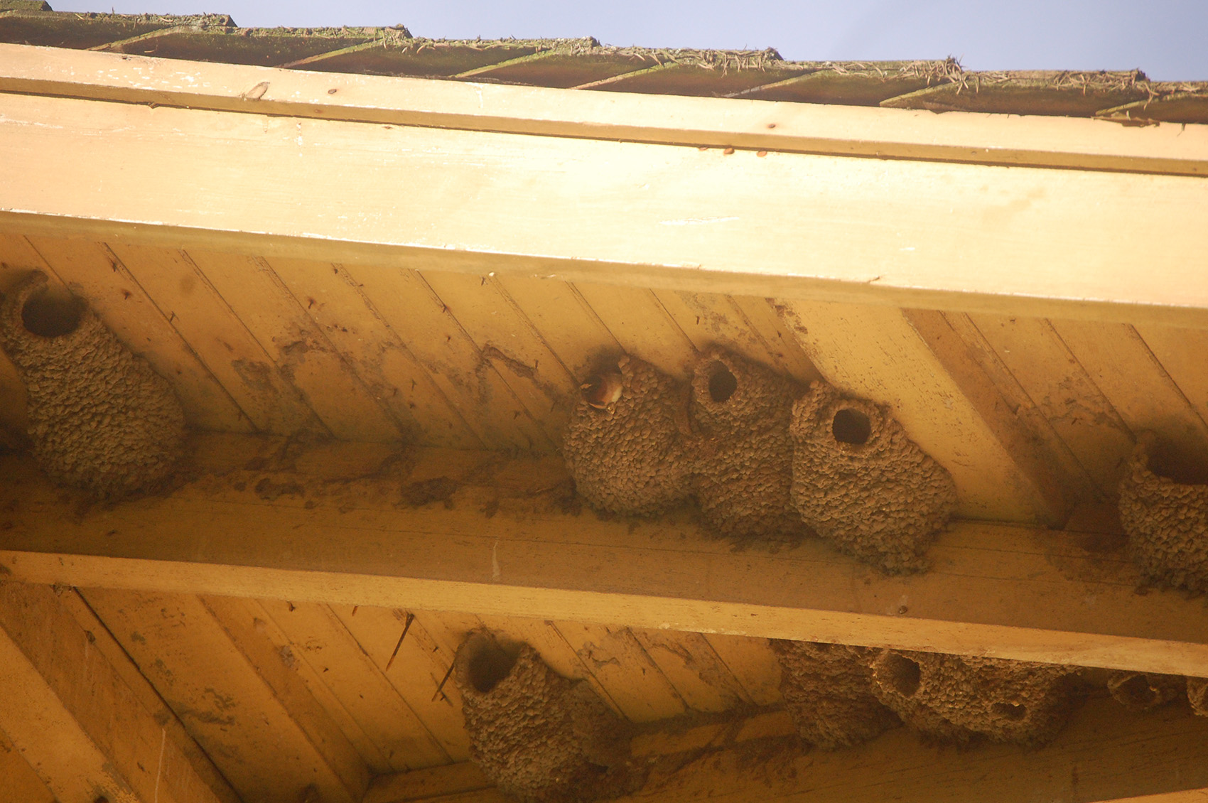 Barn-swallows-by Samantha Miller05 Barn Swallows