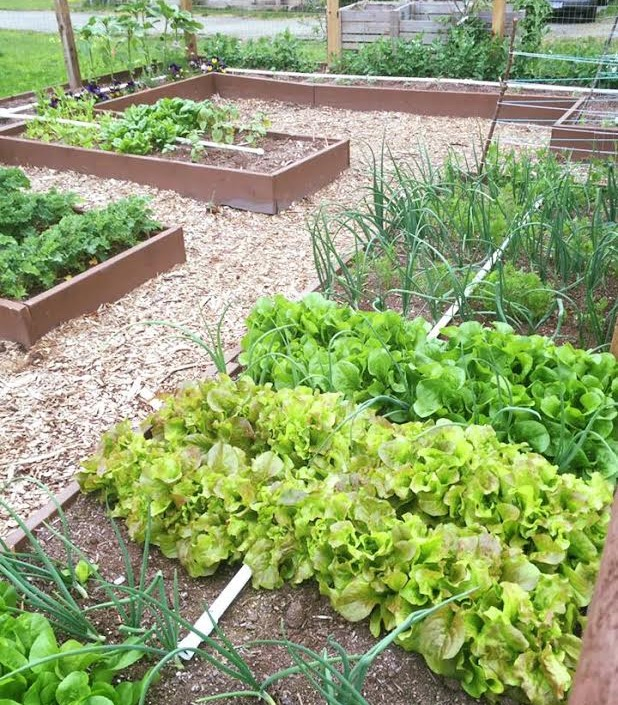 Communal Garden Pilot at Christ Covenant Church Christ Covenant Church Pilot Garden Plot in Langley 2016