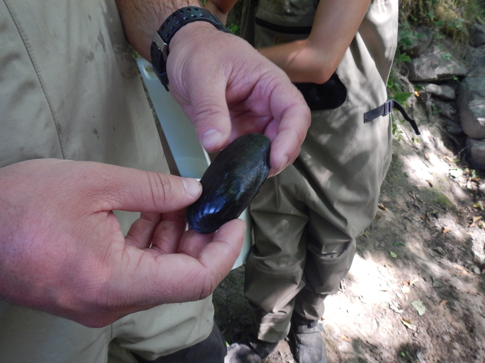 Fresh Water Mussel