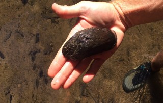 Freshwater Mussel in Palm