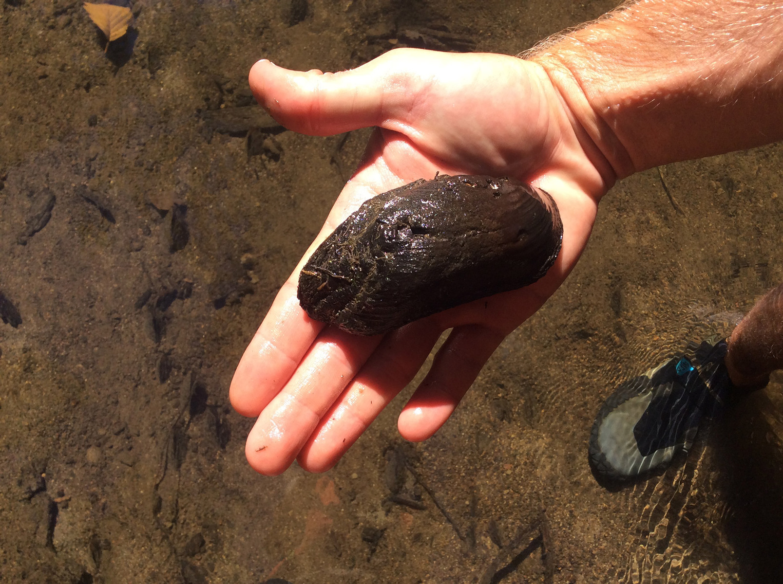Freshwater Mussel in Palm