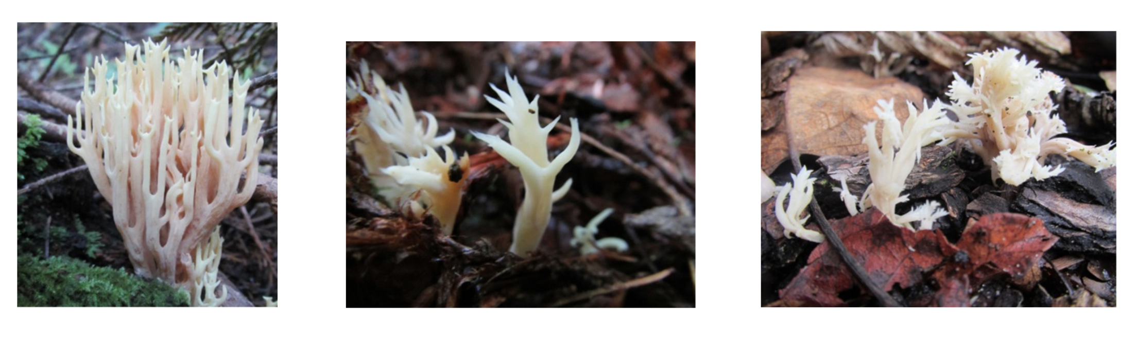 Screen Shot 2017-08-23 at 4.29.26 PM