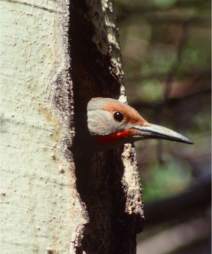 This Northern Flicker is raising young in an aspen that has experienced heart rot
