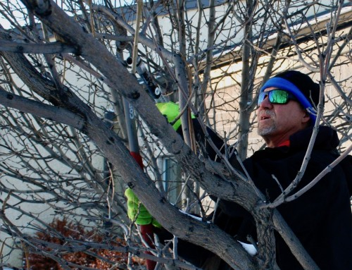 Trees and Their Care