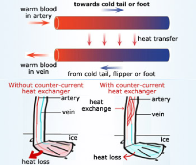 Ice-2