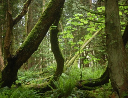 It Takes a Forest to Raise a Tree