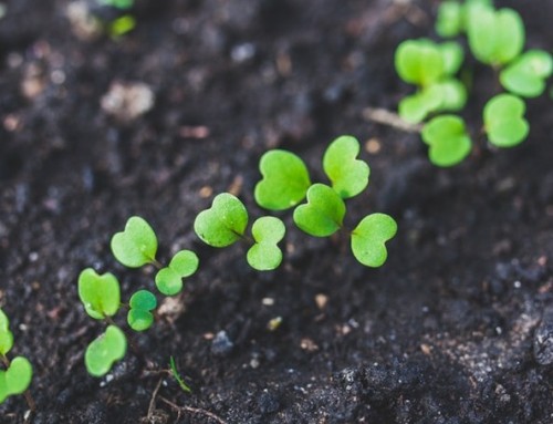 Why choose to grow food with Organic seeds?