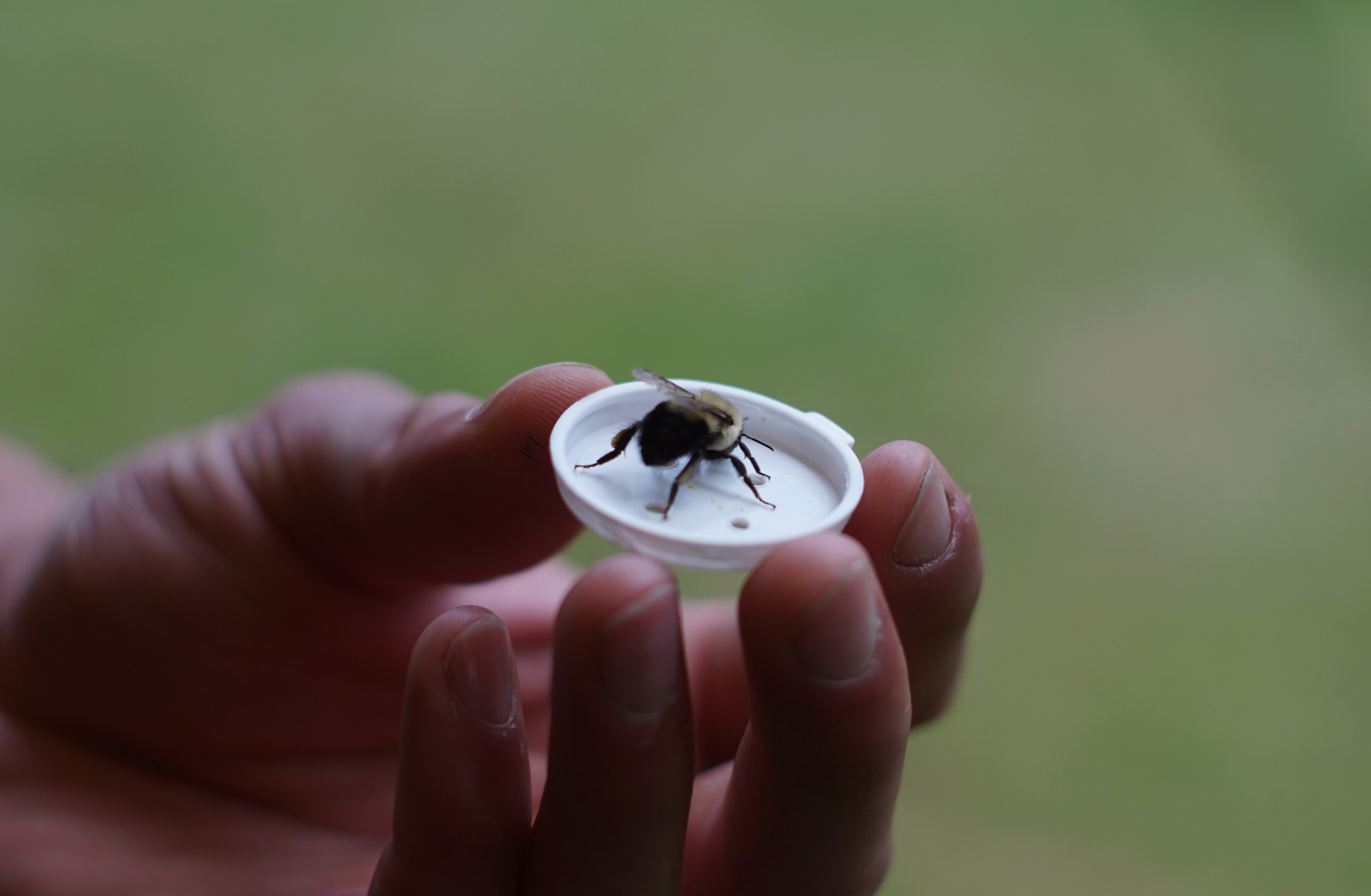 A Rocha Ontario bumblebee workshop