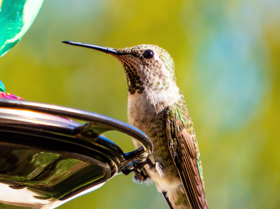 Anna’s Hummingbird