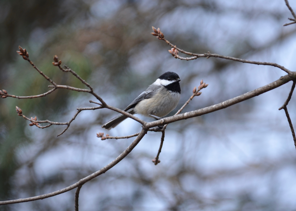 Black-capped Chickadee