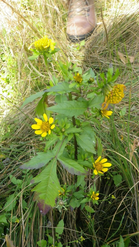 Vancouver Island Beggarticks