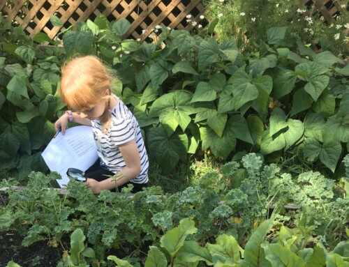 7 Tips for Developing Sit Spots with Antsy Kids